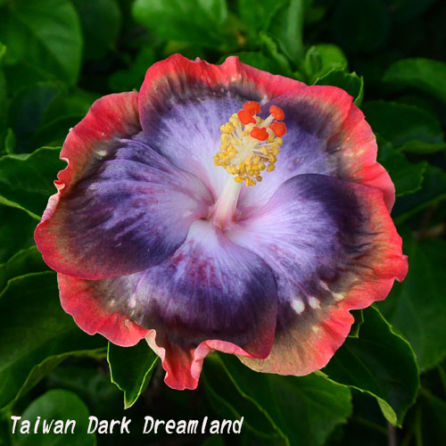 Taiwan Dark Dreamland - Cutting